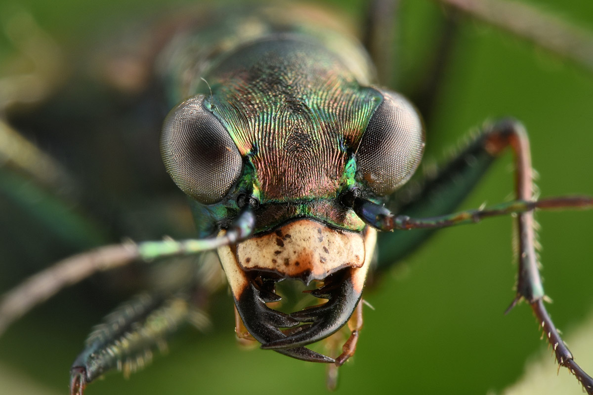 Carabidae: Cylindera germanica?  Sì !